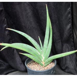 Sansevieria disticha (Lav 23154) 2-gallon pots