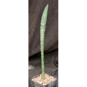 Sansevieria cv Leopard Bat 5-inch pots