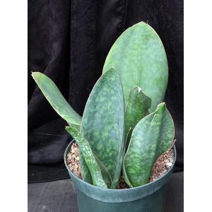 Sansevieria masoniana 10-inch pots