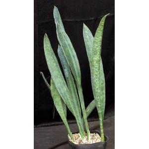 Sansevieria metallica one-gallon pots