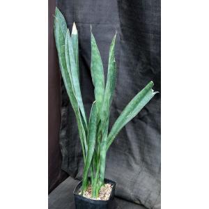 Sansevieria metallica one-gallon pots