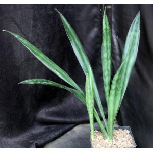 Sansevieria metallica (van Jaarsveld 87) one-gallon pots