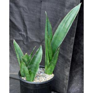 Sansevieria sp. (ES 1022, Morogoro, Tanzania) 2-gallon pots