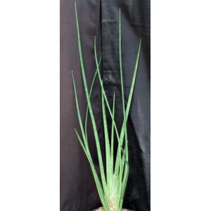 Sansevieria pearsonii (Transvaal form) one-gallon pots