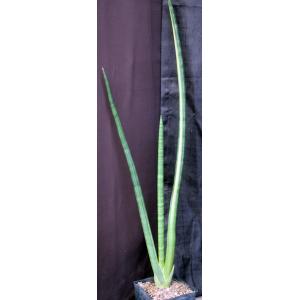 Sansevieria pearsonii (variegated) one-gallon pots