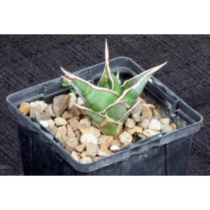 Sansevieria pinguicula (Bally 9386) 4-inch pots