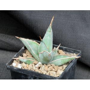 Sansevieria pinguicula (large form) 5-inch pots