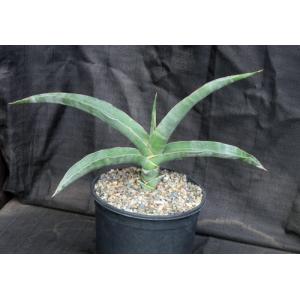 Sansevieria powellii 2-gallon pots