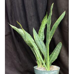 Sansevieria raffillii var. raffillii 8-inch pots