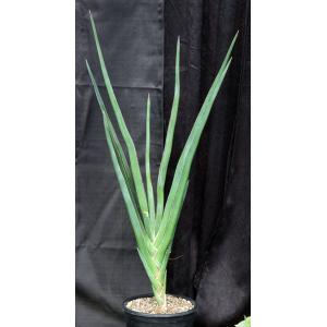 Sansevieria robusta (Bhitala 1006) 2-gallon pots