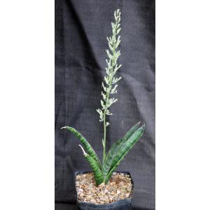 Sansevieria roxburghiana (Vandalur Hill, India) one-gallon pots