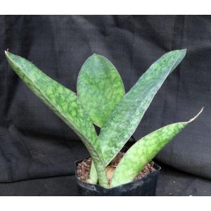 Sansevieria rugosifolia (Bhitala 1018) one-gallon pots