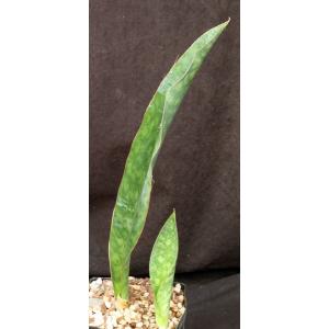 Sansevieria rugosifolia (WY 1200) one-gallon pots