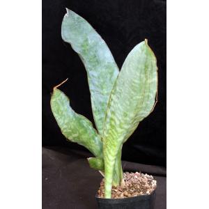 Sansevieria sp. (Mbaga Mountain, Tanzania) one-gallon pots