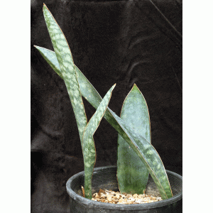 Sansevieria sp. (Mbaga Mountain, Tanzania) 3-gallon pots