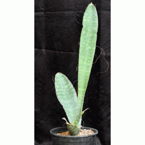 Sansevieria sp. (Lake Borgoria, Kenya) 2-gallon pots