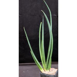 Sansevieria sp. (Loboi, Kenya) one-gallon pots