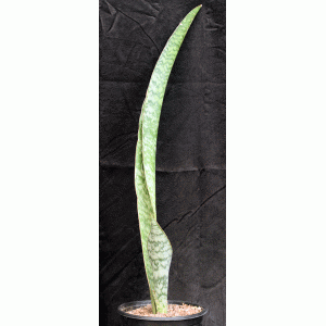 Sansevieria sp. (Sachsse, Malawi) 2-gallon pots