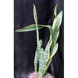 Sansevieria trifasciata var. laurentii 2-gallon pots