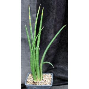 Sansevieria volkensii (WY 1048) one-gallon pots