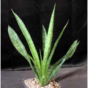 Sansevieria zeylanica one-gallon pots