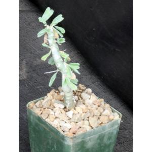 Sarcocaulon (Monsonia) camdeboensis 4-inch pots