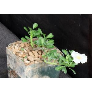Sarcocaulon (Monsonia) vanderietiae 4-inch pots
