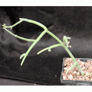 Sarcostemma socotranum 5-inch pots