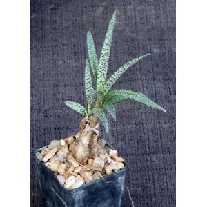 Scilla sp. aff violacea 2-inch pots