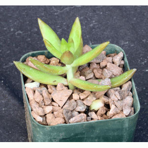 Sedum nussbaumerianum 3-inch pots