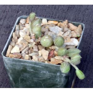 Senecio herreanus 3-inch pots