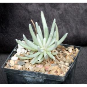 Senecio scaposus 5-inch pots
