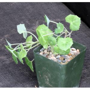 Senecio tropaeolifolius 4-inch pots