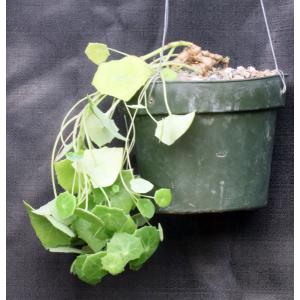 Senecio tropaeolifolius 6-inch pots