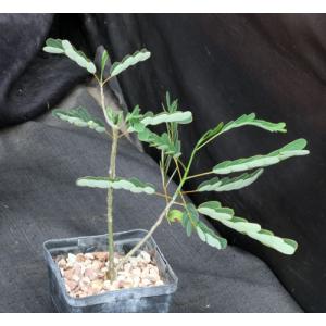 Senna meridionalis 5-inch pots