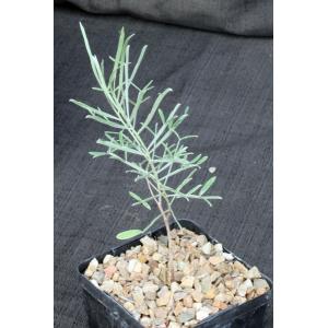 Senna artemisioides ssp. petiolaris 5-inch pots