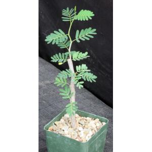 Senna meridionalis 4-inch pots
