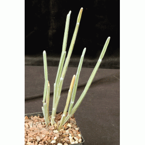 Seyrigia humbertii one-gallon pots