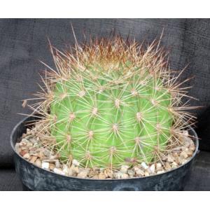 Soehrensia formosa 8-inch pots