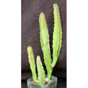 Stapelia gigantea 4-inch pots