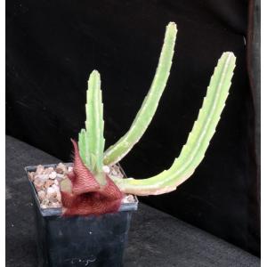 Stapelia grandiflora 5-inch pots