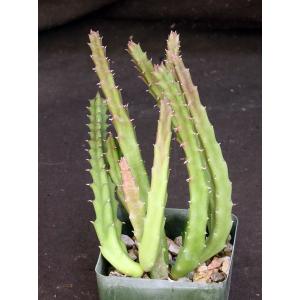 Stapelia mutabilis 4-inch pots