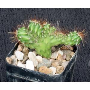 Stenocereus alamosensis (crest) 2-inch pots