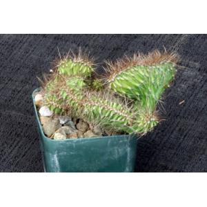 Stenocereus alamosensis (crest) 3-inch pots