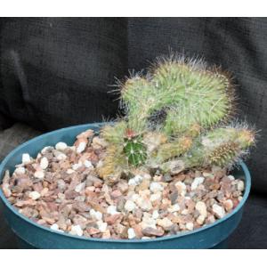 Stenocereus alamosensis (crest) one-gallon pots