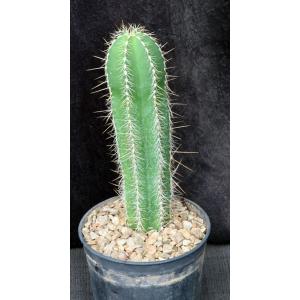Isolatocereus (Stenocereus) dumortieri 5-inch pots