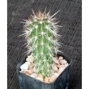 Stenocereus eruca 2-inch pots