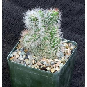 Stenocereus hollianus (crest) 4-inch pots