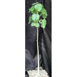 Sterculia rogersii one-gallon pots