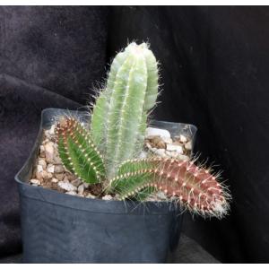 Strophocactus testudo one-gallon pots